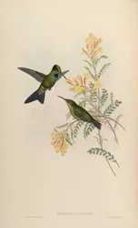 Heliodoxa jamesoni
